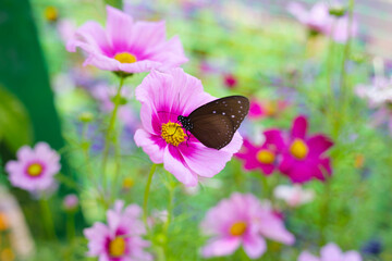 A beautiful butterfly in the garden