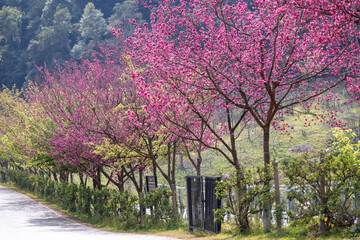 Sakura cherry blossom flower blooming during the spring season