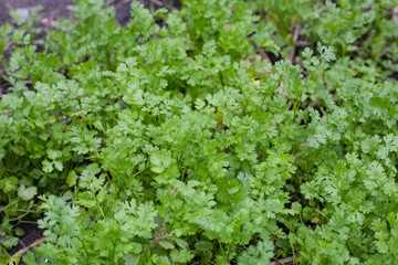 Coriander growing in a garden bed.