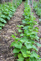 Cucumber plants growing on a trellis
