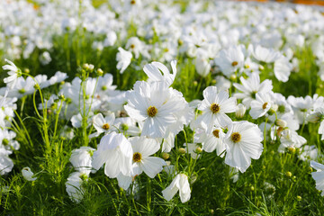 White cosmos flowers in the park