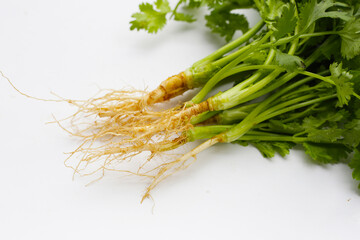 Fresh coriander (cilantro) with roots, a key ingredient in many Asian cuisines.