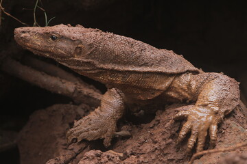 portrait of a muddy salvator lizard