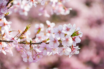 京都 淀水路の河津桜