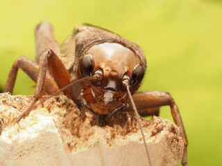 Cricket