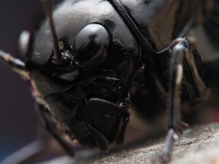 Black cricket