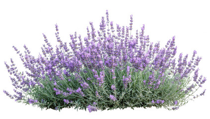 Naklejka premium a lush lavender bush with vibrant purple flowers and green foliage showcasing the beauty of nature and often associated with relaxation and aromatherapy