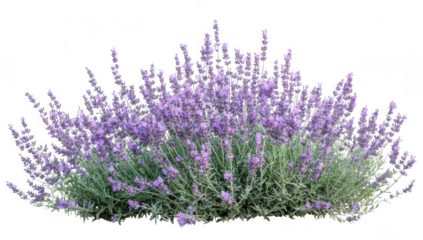 a lush lavender bush with vibrant purple flowers and green foliage showcasing the beauty of nature and often associated with relaxation and aromatherapy
