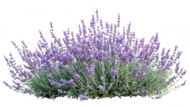a lush lavender bush with vibrant purple flowers and green foliage showcasing the beauty of nature and often associated with relaxation and aromatherapy