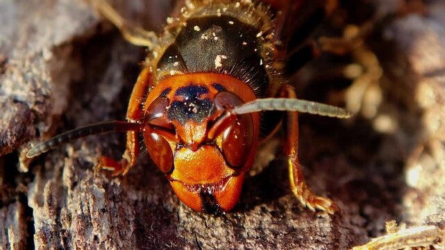 한국,곤충,말벌,장수말벌,Korea, Insects, Wasps, Longevity Wasps,murder hornet