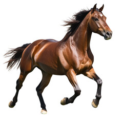 Obraz premium a powerful brown horse galloping gracefully across a green field showcasing its strength and beauty against a plain white background