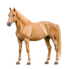 Fototapeta premium a light-colored horse stands gracefully on a white background showcasing its sleek body and flowing mane embodying beauty and strength