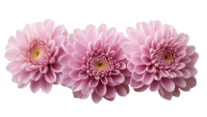 Fototapeta premium three pink chrysanthemums showcasing their intricate petals and soft hues perfect for decoration or floral design