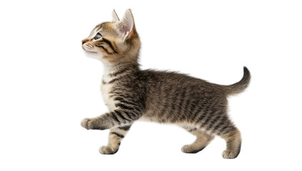 Fototapeta premium a cute playful kitten with distinctive stripes walks gracefully against a clean white background showcasing its curious nature and youthful energy