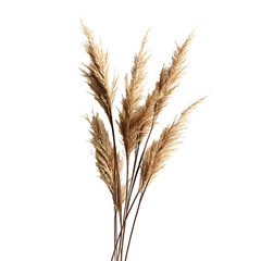 Fototapeta premium Dried flowers retain their beauty and color for a long time, making them perfect for decoration