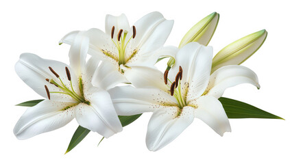 Fototapeta premium a beautiful arrangement of white lilies showcasing their elegant petals and delicate features perfect for decoration or gifting