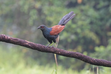 A Greater Coucal perches gracefully on a tree branch, its deep brown and black plumage contrasting beautifully against the clear green backdrop of the surrounding foliage. 