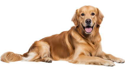 a cheerful golden retriever lies down with a friendly expression showcasing its shiny coat and playful demeanor against a white background