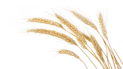 golden wheat stalks arranged against a white background showcasing their texture and natural beauty often used in agricultural contexts or as a symbol of harvest