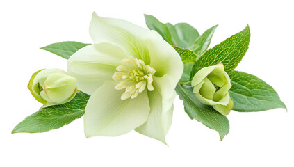 Fototapeta premium arrangement of a pale green flower alongside unopened buds and vibrant leaves showcasing natural beauty and freshness ideal for floral design or nature-themed projects