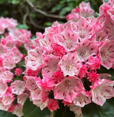 Kalmia latifolia flowers with leaves close up. Also known as mountain laurel, calico-bush, or...