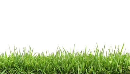 Obraz premium a close-up view of lush green grass against a plain white background creating a fresh and natural aesthetic suitable for design or environmental themes