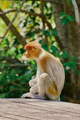 Proboscis Monkey in Borneo rainforest Sandakan Malaysia. Long-nosed monkey. It is endemic to Borneo.