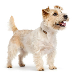 Jack Russell terrier on white background