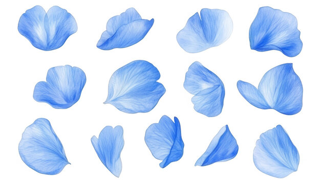 an array of delicate blue flower petals each showcasing unique shapes and textures ideal for graphic design or artistic projects