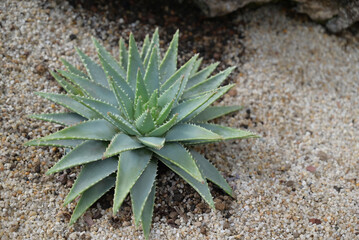 Close-up of Agave, a small succulent plant with green leaves. Pointed leaves and sharp spines at the edges. The ornamental plants for decorating the garden.