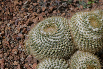 A close-up of Mammillaria cactus, round cacti covered in fine white spines, highlighting the intricate details of the cacti. Ornamental plants for decoration in the rock garden.

