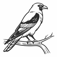 bird vector illustration image