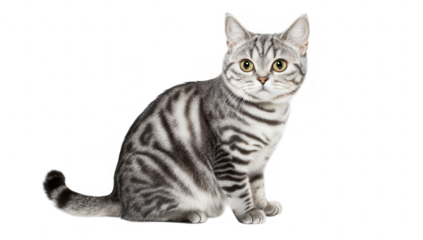 a silver-striped cat sits gracefully against a white background showcasing its unique markings and expressive eyes. essence of a playful and curious feline