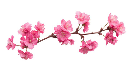 branch of pink cherry blossoms arranged gracefully on a white background showcasing the beauty of nature and springtime