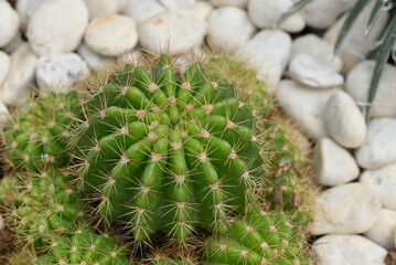Fototapeta premium Close-up of Echinopis cactus, a clumps succulent plant with a yellow-green stem, and round-shaped and sharp spines, Ornamental plants are decorated in the rock garden. 