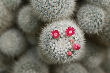 A close-up of a Mammillaria cactus, round cacti covered in fine white spines, with vibrant pink flowers blooming on top, highlighting the intricate details of the cacti and their delicate blossoms.