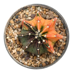 Gymnocalycium cactus in a pot. Vibrant and colorful popular succulent cactus, The stem is round-shaped and has sharp spines. Ornamental plants for decoration in a home. PNG