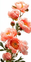 Pink Peony Blossoms Arrangement