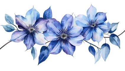 a watercolor illustration featuring three blue clematis flowers with delicate petals and leaves showcasing the beauty of nature ideal for decorative purposes or botanical art