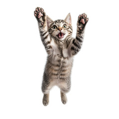 Fototapeta premium a playful kitten leaps joyfully with its paws raised showcasing its energetic and lively nature against a clean white background