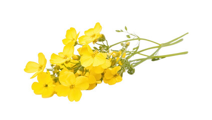 bouquet of bright yellow flowers arranged on a white background showcasing their vibrant color and natural beauty perfect for decoration or as a gift