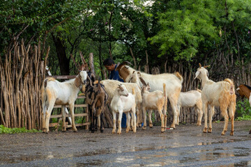 Serra da Capivara Piauí