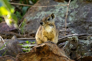 Serra da Capivara Piauí