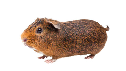 brown and orange guinea pig showcasing its rounded body and small features against a white background. animal's fur texture and playful demeanor