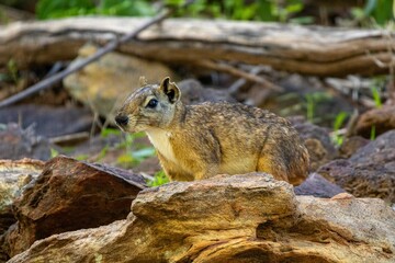 Serra da Capivara Piauí