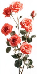 Coral Roses on White Background