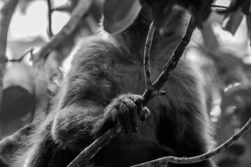 Obraz premium Serra da Capivara Piauí