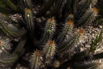 Serra da Capivara Piauí
