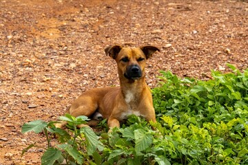Serra da Capivara Piauí