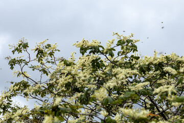 Serra da Capivara Piauí